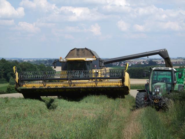 Rapsdreschen 3